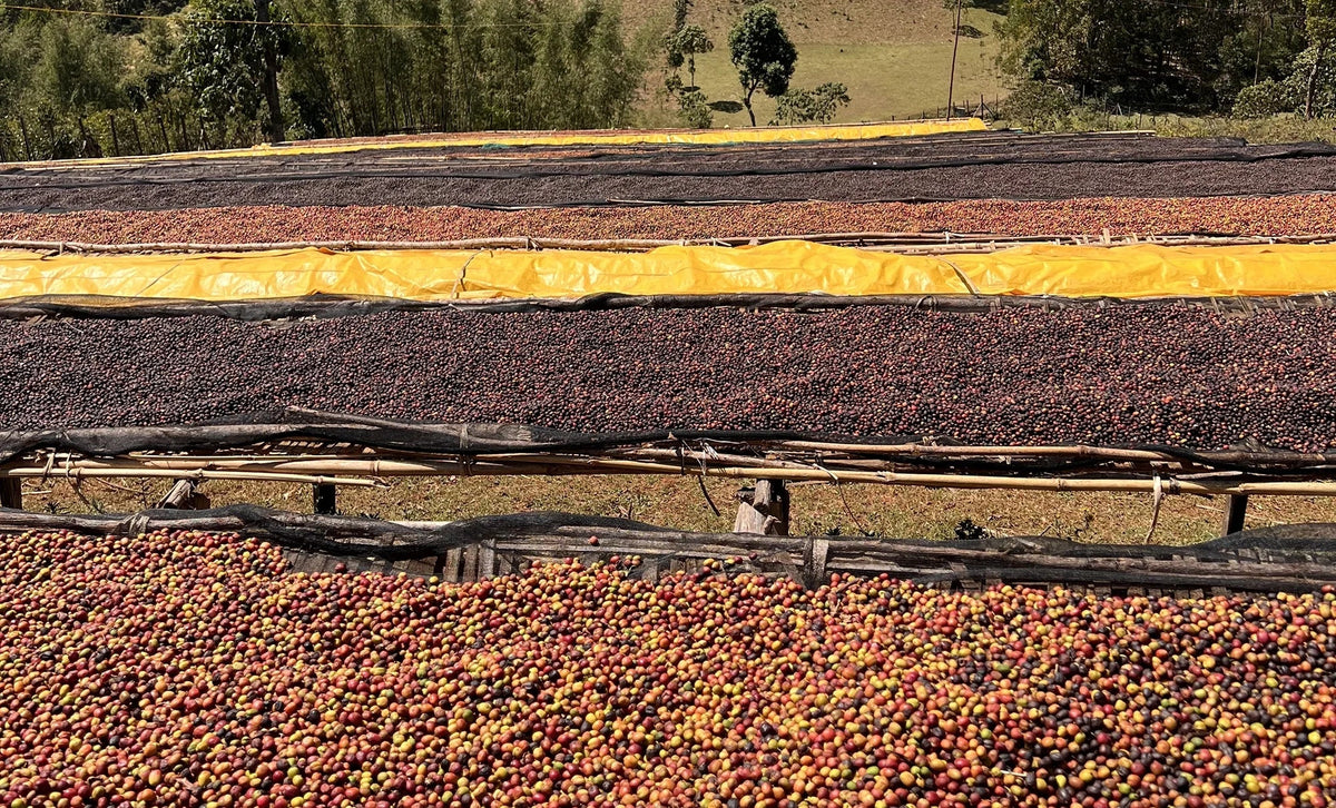 Ethiopian Sidamo Coffee: Origin, Flavour and Brewing Guide