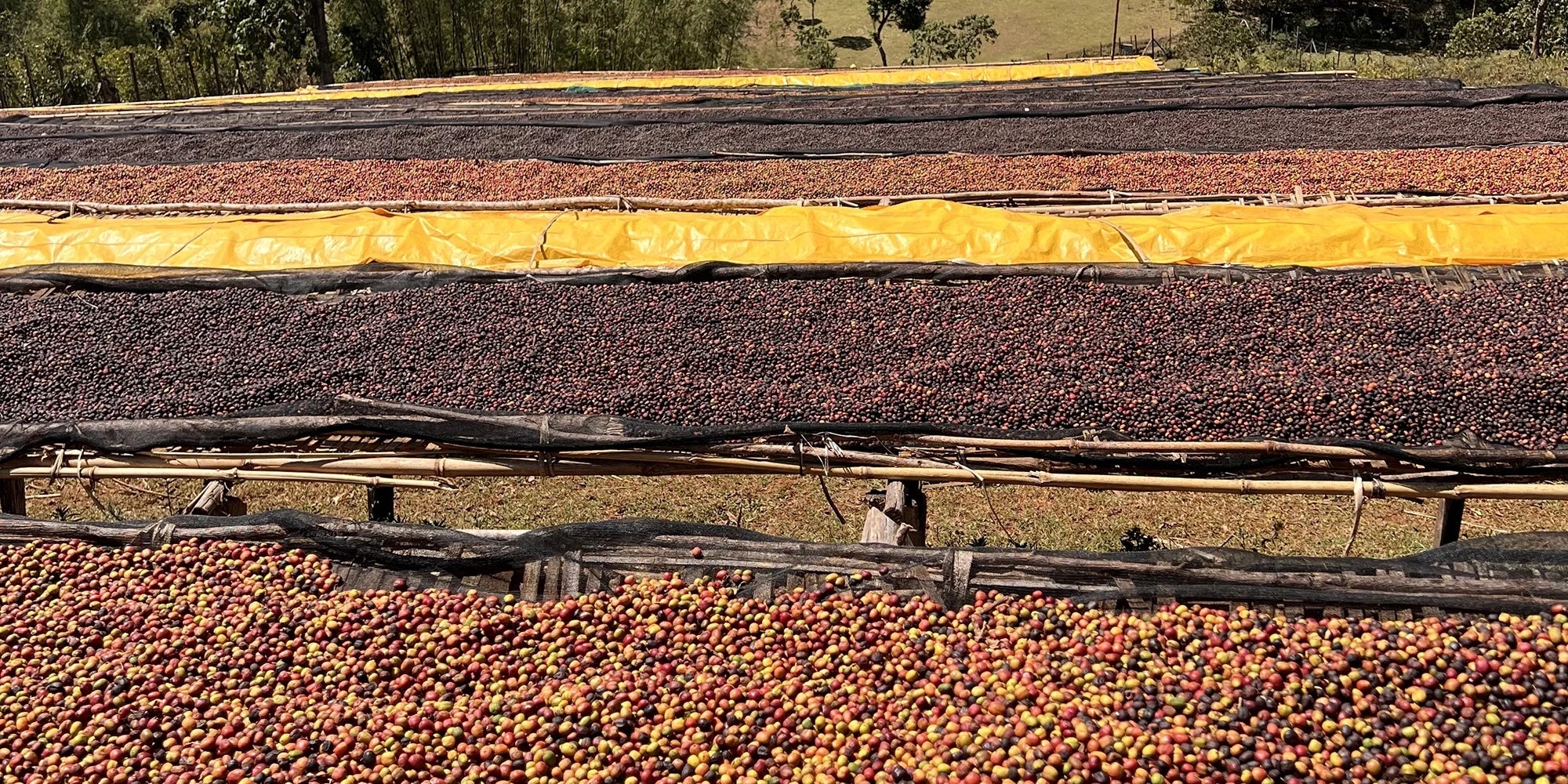 Ethiopian Sidamo Coffee: Origin, Flavour and Brewing Guide