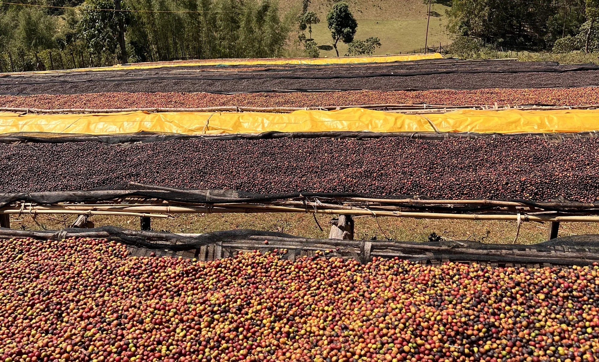 Ethiopian Sidamo Coffee: Origin, Flavour and Brewing Guide
